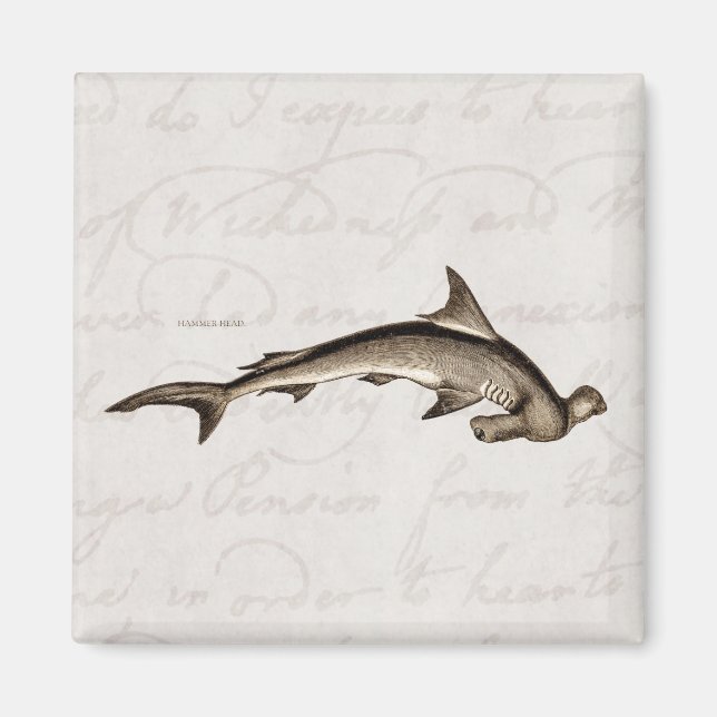 Aimant Vintage 1800s Hammerhead Shark Old Hammer Head (Devant)