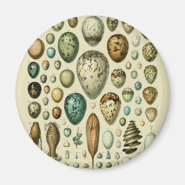 Aimant Vintage Bird Eggs French Fish Egg (Devant)