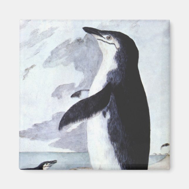Aimant Vintage Chinstrap Penguin, Birds from Antarctica (Devant)