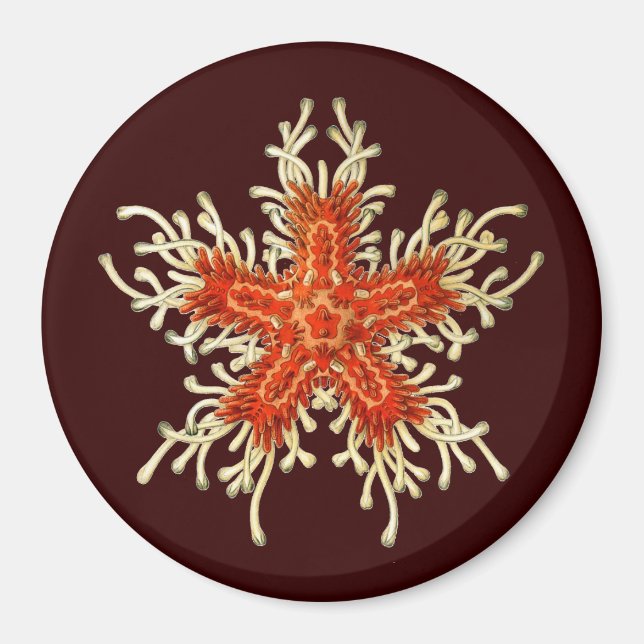 Aimant Vintage Ernst Haeckel (Devant)