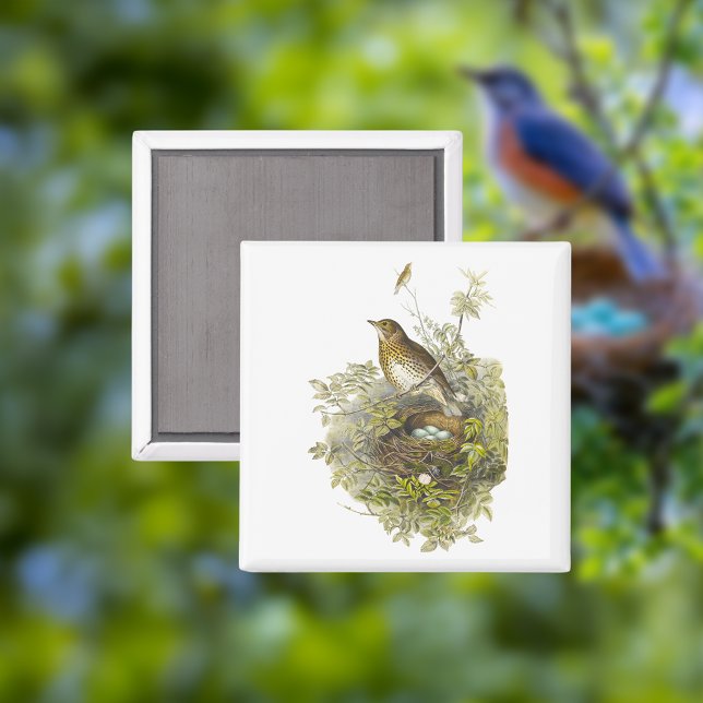 Aimant Vintage Grive Garde Ses Oeufs (Créateur téléchargé)