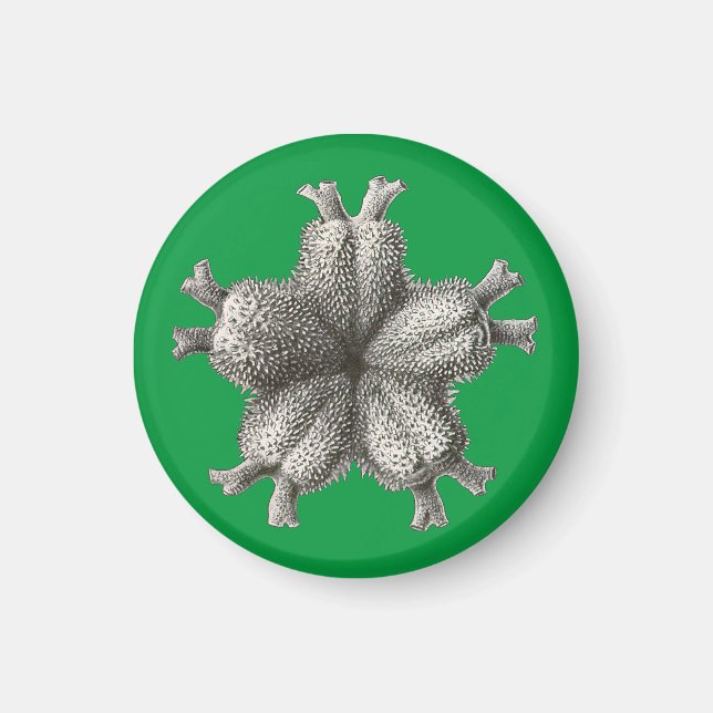 Aimant Vintage Haeckel (Devant)