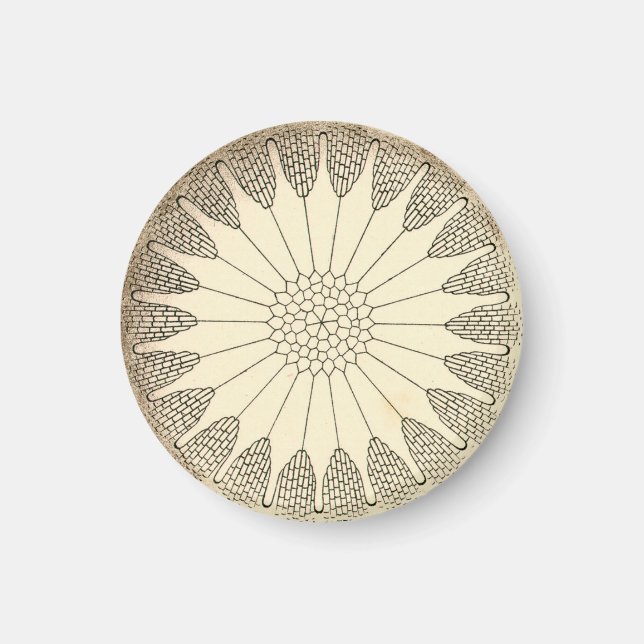 Aimant Vintage Haeckel (Devant)