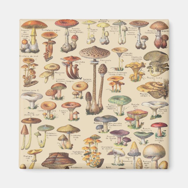 Aimant Vintage illustration de mushrooms (Devant)