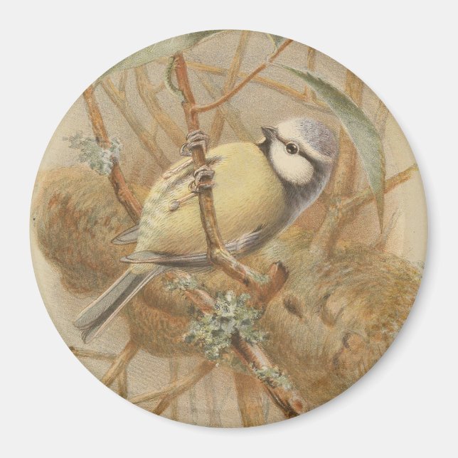 Aimant Vintage Illustration of Bluetit (Devant)