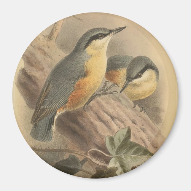 Aimant Vintage Illustration of Nuthatch (Devant)