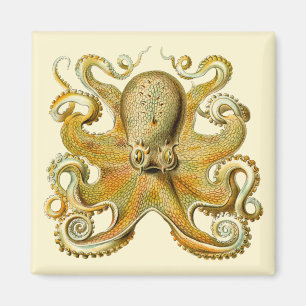 Aimant Vintage Kraken, Octopus Gamochonia, Ernst Haeckel