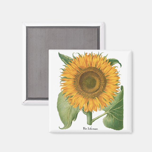 Aimant Vintage Sunflower Flower by Basilius Besler (Recto/Verso)