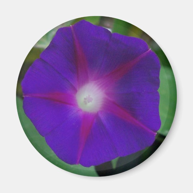 Aimant Violet (Devant)