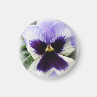 Aimant violet profond sur blanc