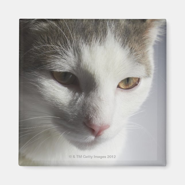 Aimant Visage d'un chat (Devant)
