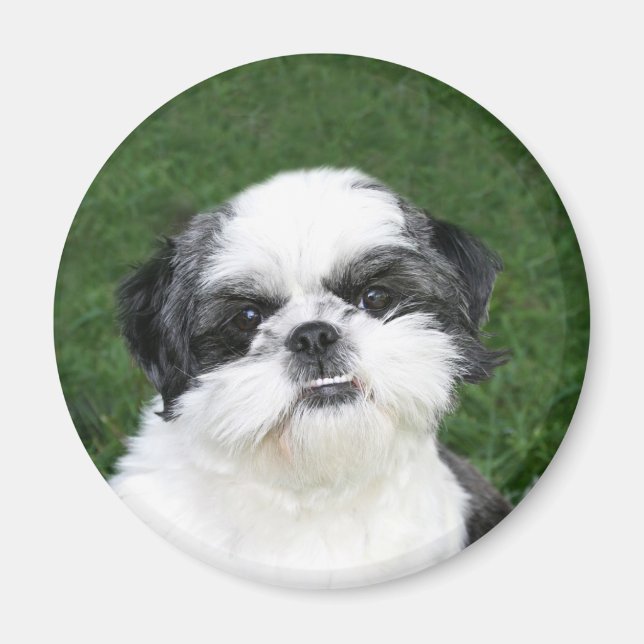Aimant visage Shih Tzu (Devant)
