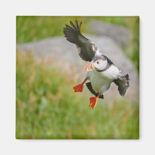 Aimant volant d'oiseau de Puffin de l'Atlantique