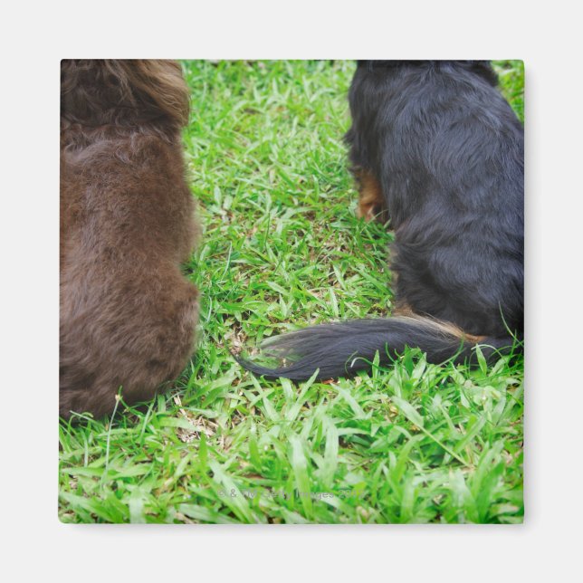 Aimant Vue arrière de deux chiens Dachshund (Devant)