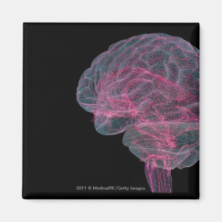 Aimant Vue arrière du cerveau humain