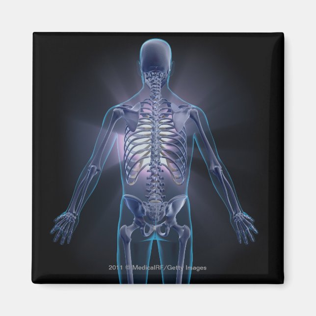 Aimant Vue arrière du squelette humain (Devant)