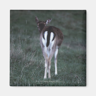 Aimant Vue arrière d'un cerf commun, Nouvelle Zélande
