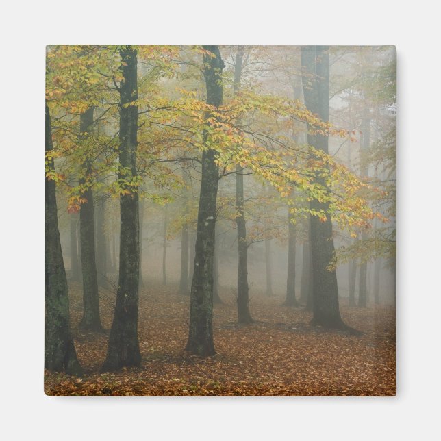 Aimant Vue d'automne de la forêt de brouillard, Grand-pèr (Devant)