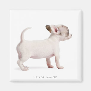 Aimant Vue de côté de chiot de chiwawa (10 semaines de)