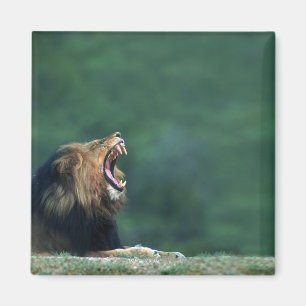Aimant Vue d'un lion (Panthera Lion) ouvrant sa bouche