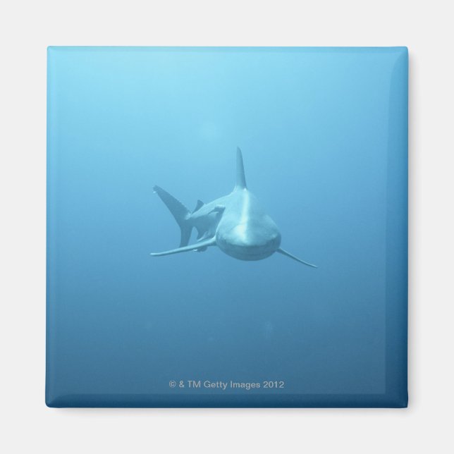 Aimant Vue frontale d'un requin tigre (Devant)