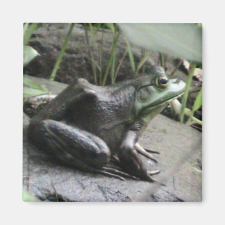 Aimant Vue latérale de la grenouille taureau