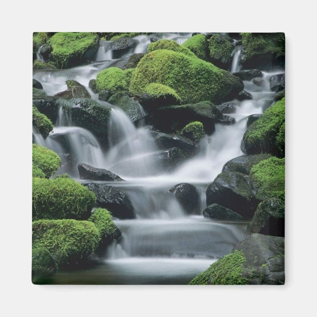 Aimant WA, parc national Olympique, vallée de Sol Duc, ru (Devant)