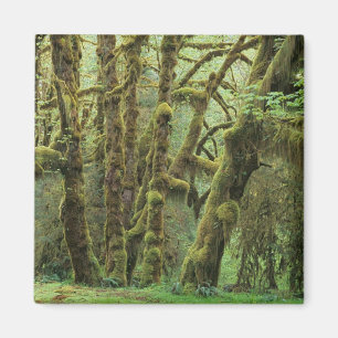 Aimant WA, Pôle olympique, forêt de Hoh Rain, Hall of t