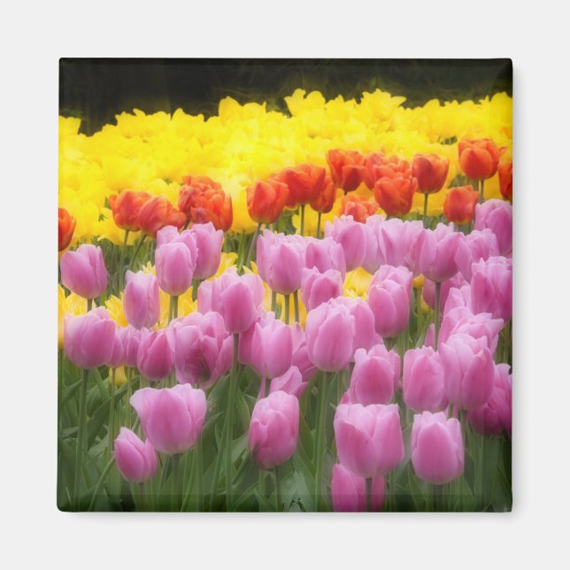 Aimant WA, Vallée de Skagit, Roozengaarde Tulip Garden, 2 (Devant)