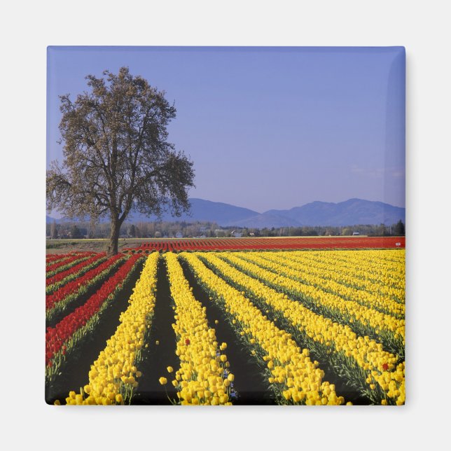 Aimant WA, Vallée de Skagit, Skagit Valley Tulip 2 (Devant)