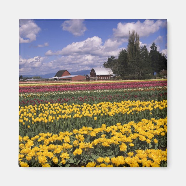 Aimant WA, Vallée de Skagit, Tulipe de la vallée de Skagi (Devant)