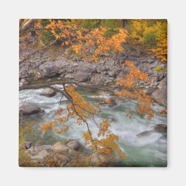 Aimant WA, Wenatchee National Forest, Maple tree et (Devant)