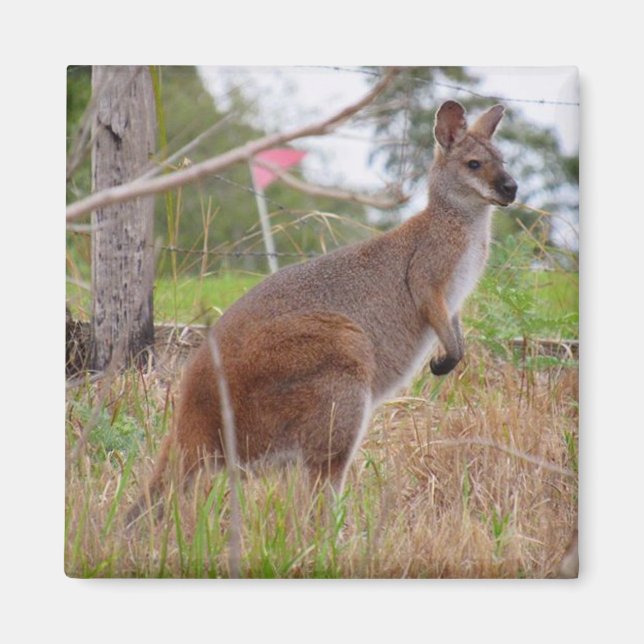 Aimant wallaby (Devant)