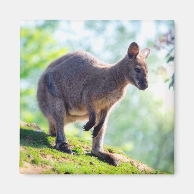 Aimant Wallaby (Devant)