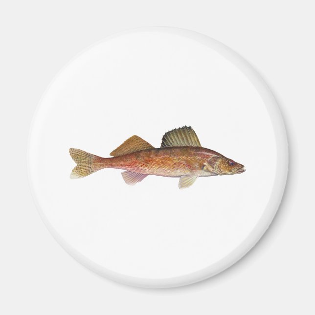 Aimant Walleye (Devant)