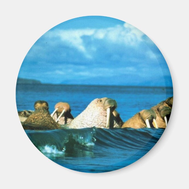 Aimant Walrus (Devant)