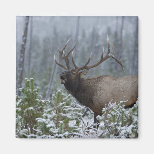 Aimant Wapiti mâle dans la neige appelant, bugelant, Yell