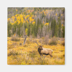 Aimant Wapiti mâle   Parc national de Rocky Mountain Colo