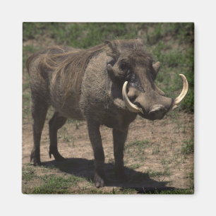 Aimant Warthog impressionnant
