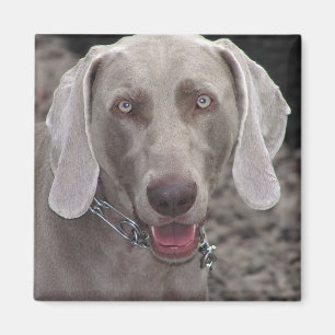 Aimant Weimaraner