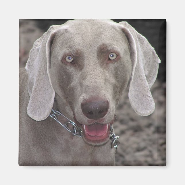 Aimant Weimaraner (Devant)