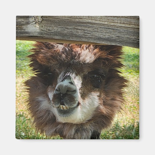 Aimant Weird Alpaca (Devant)