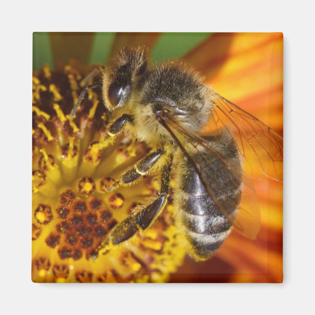 Aimant Western Honey Bee Macro photo (Devant)