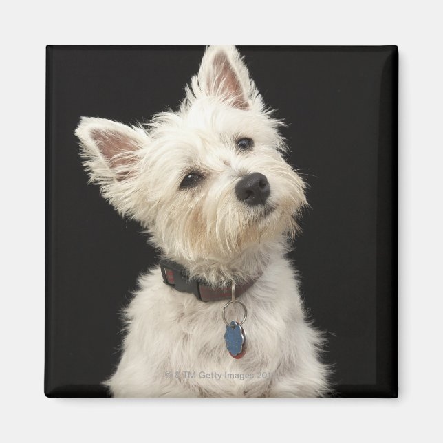 Aimant Westie (West Highland terrier) avec col (Devant)