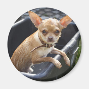 Aimant Wet Chihuahua