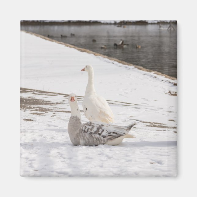 Aimant Whats Up Goose (Devant)