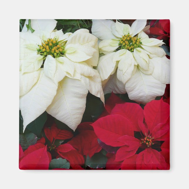 Aimant White and Red Poinsettias (Devant)