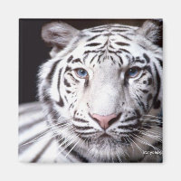 White Bengal Tiger Photographe