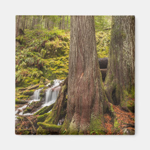 Aimant White Branch Falls, Cascades de l'Oregon, Oregon
