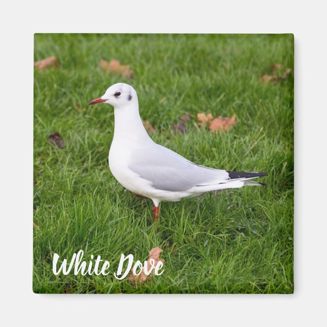 Aimant White Dove for bird and Pigeon lover cadeau (Devant)